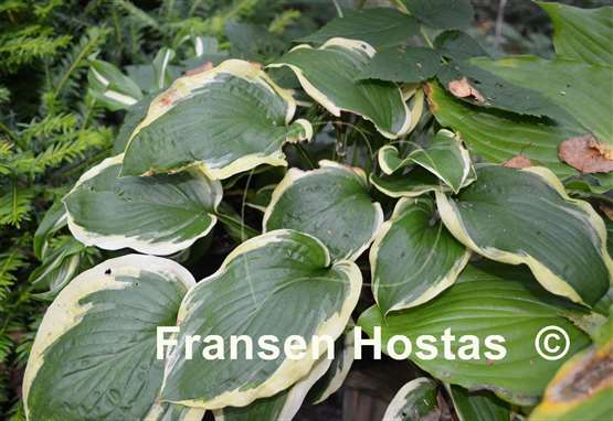 Hosta Mint Julep