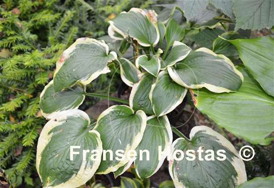 Hosta Mint Julep