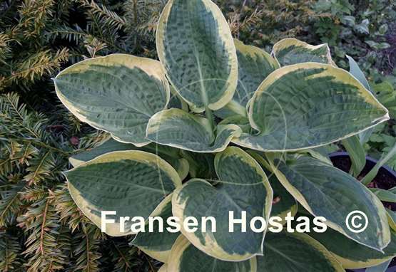 Hosta Mint Julep