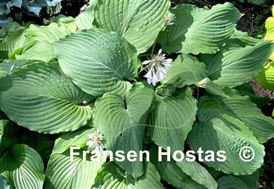 Hosta Mint Rushmore