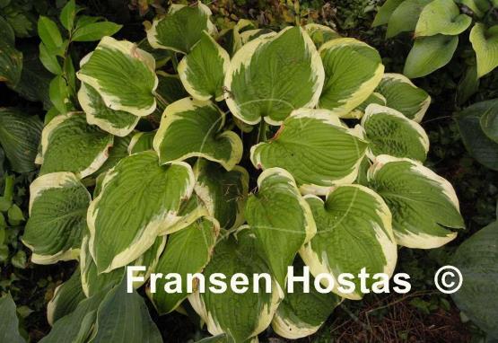Hosta Mint Julep