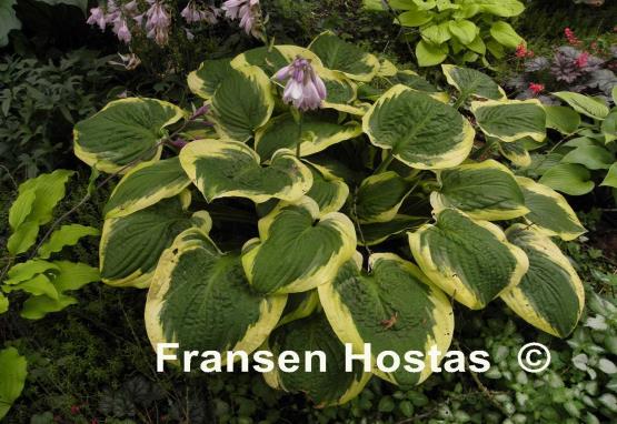 Hosta Mint Julep
