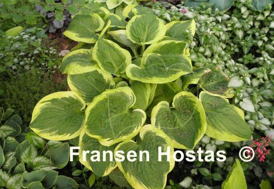 Hosta Mint Julep