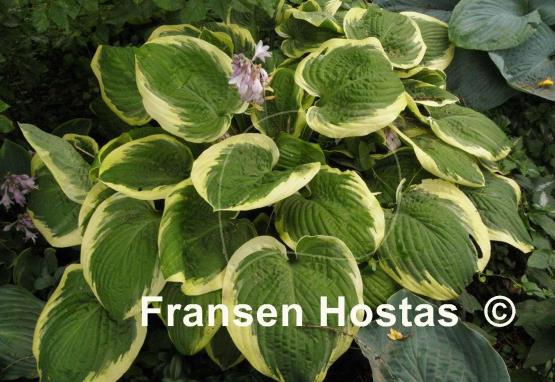Hosta Mint Julep