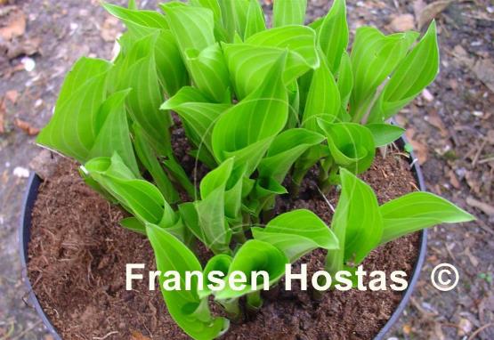 Hosta Minuta