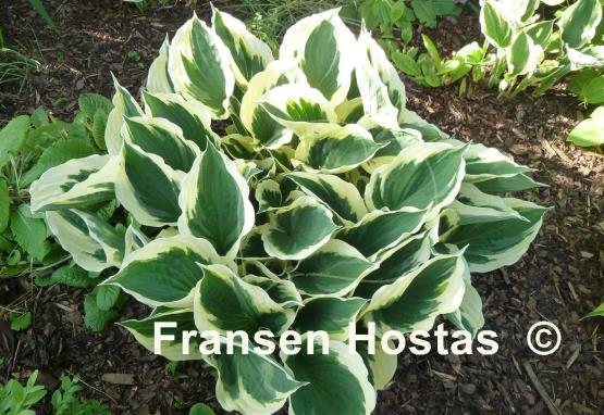 Hosta Minuteman