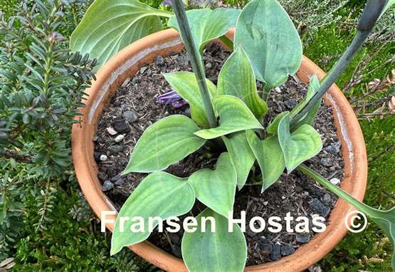 Hosta Minutini