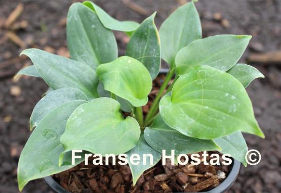 Hosta Minutini