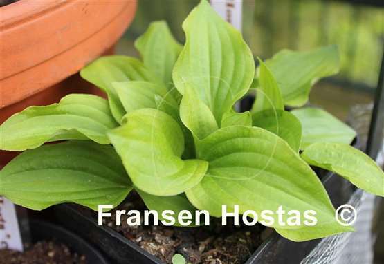 Hosta Miracle Lemony