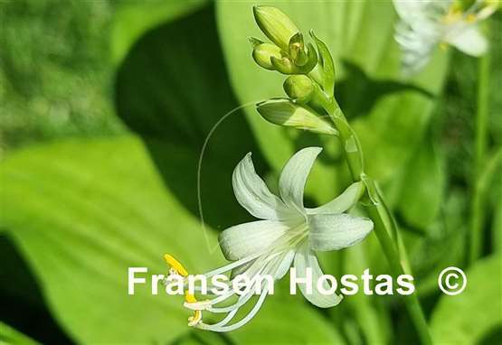 Hosta Miracle Lemony