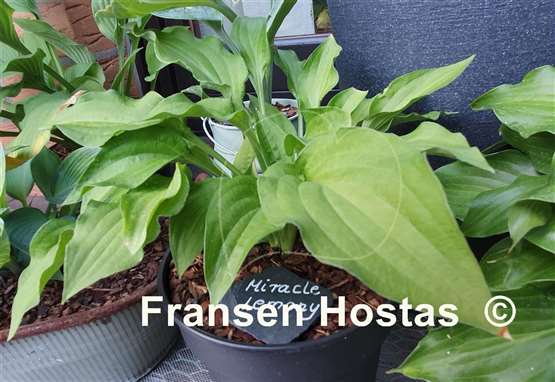 Hosta Miracle Lemony