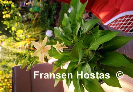 Hosta Miracle Lemony