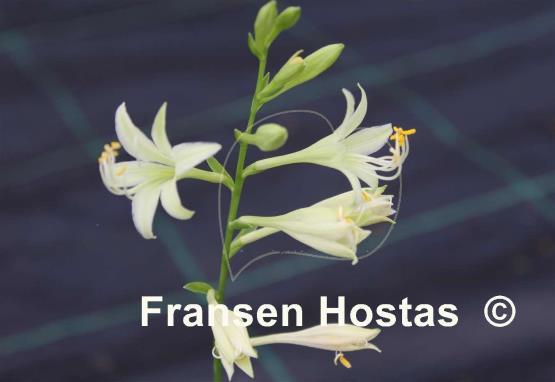 Hosta Miracle Lemony