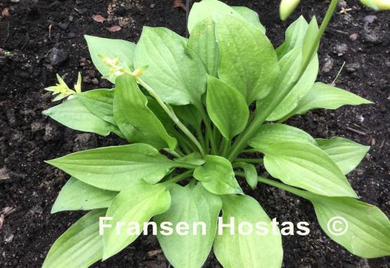 Hosta%20Miracle-Lemony-photo-made-by-Jar