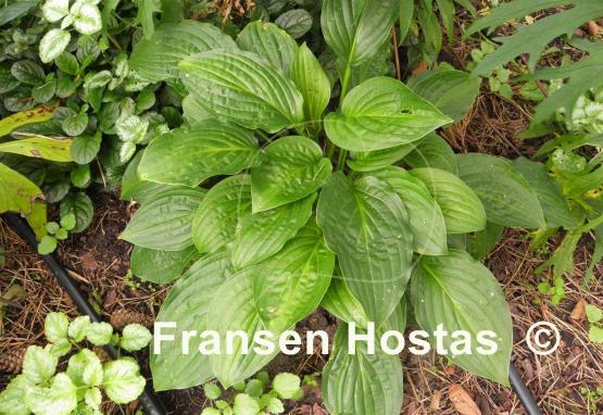 Hosta Mirage