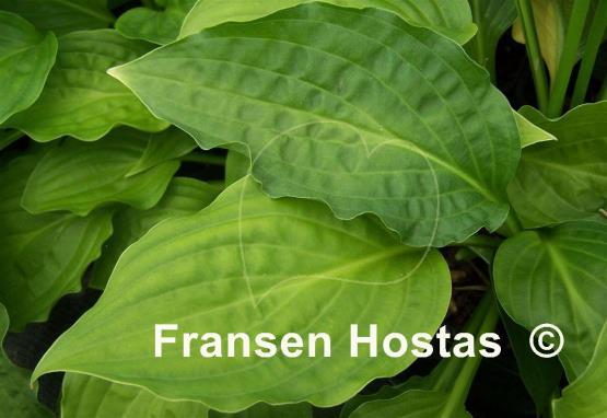 Hosta Mirage