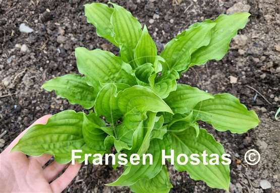 Hosta Mirage