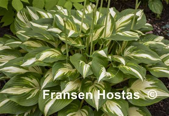 Hosta Miss America 