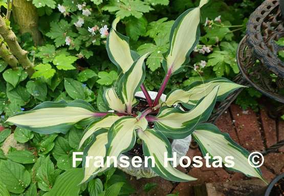 Hosta Miss Christa 