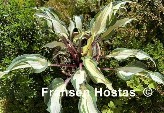 Hosta Miss Christa