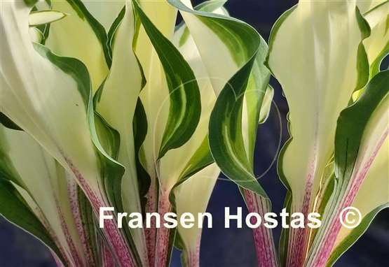 Hosta Miss Christa