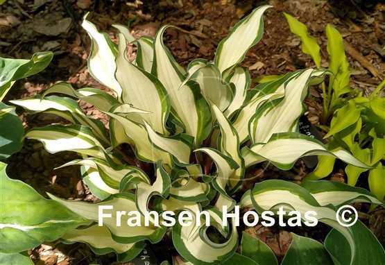 Hosta Miss Christa