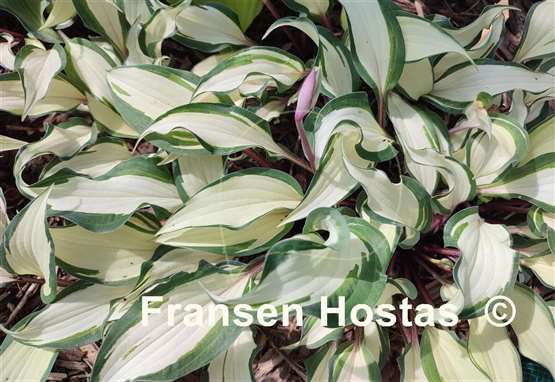 Hosta Miss Christa