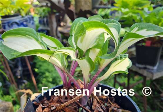 Hosta Miss Christa 