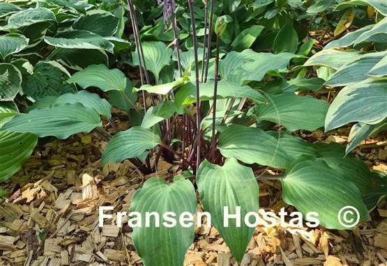 Hosta Miss Linda Smith