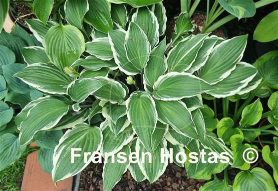 Hosta Miss Lya