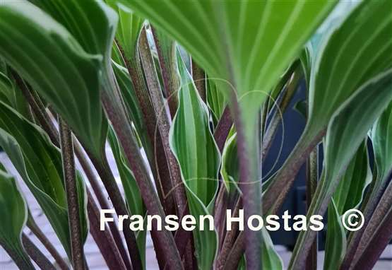 Hosta Miss Lya