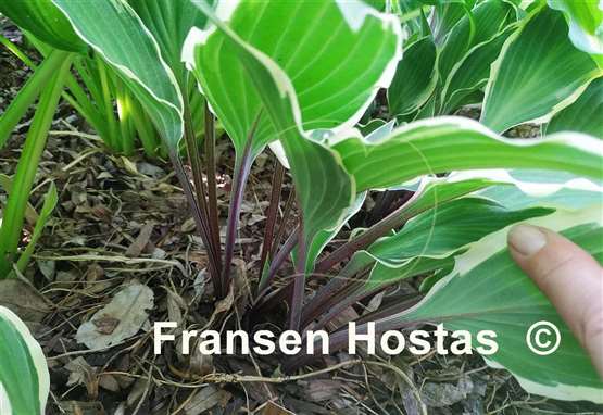 Hosta Miss Lya