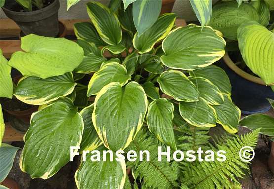 Hosta Miss Mitzi