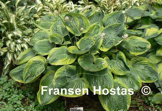 Hosta Miss Mykah