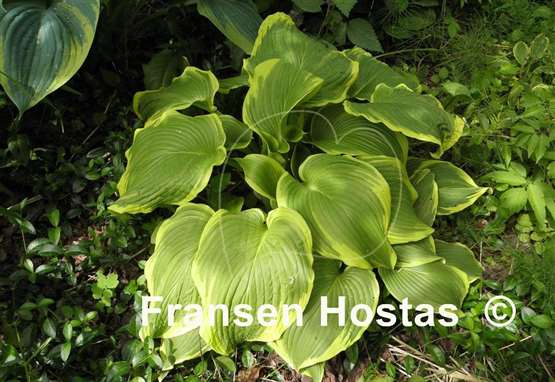 Hosta Miss Saigon