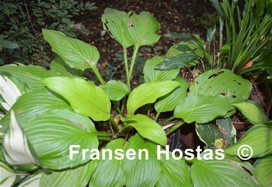 Hosta Miss Susie