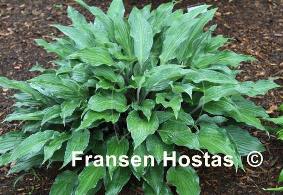 Hosta Miss Linda Smith