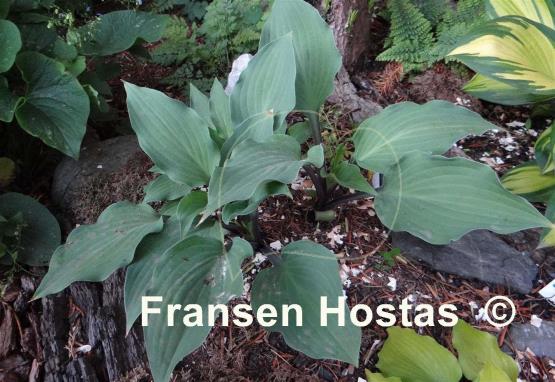 Hosta Miss Linda Smith