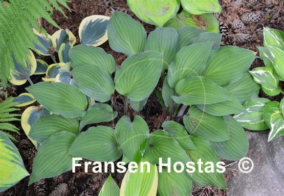 Hosta Miss Linda Smith