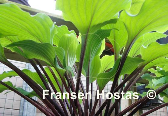 Hosta Miss Linda Smith