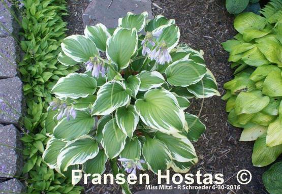 Hosta Miss Mitzi