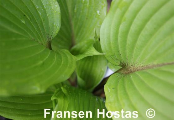 Hosta Miss Ruby