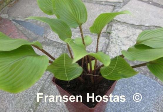 Hosta Miss Ruby