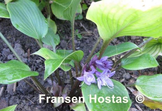 Hosta Miss Ruby