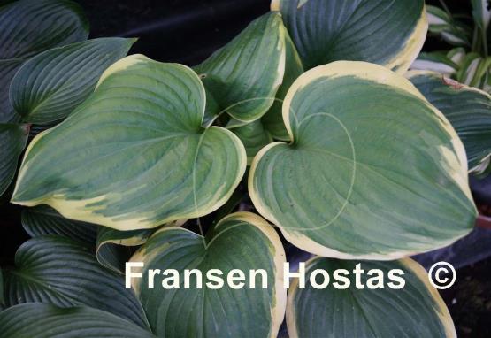 Hosta Miss Saigon