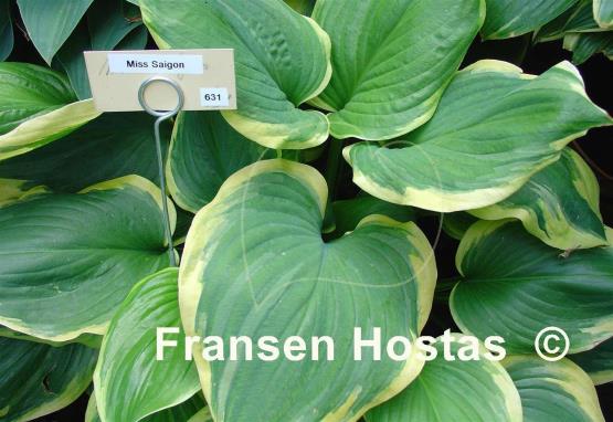 Hosta Miss Saigon