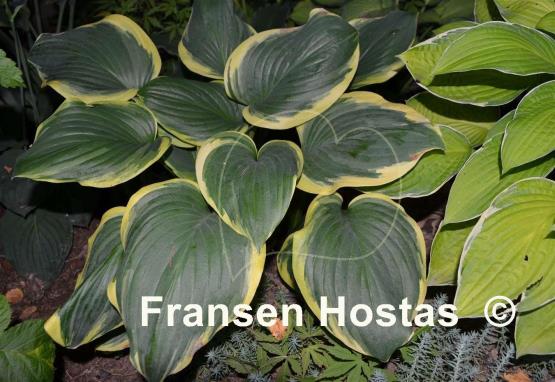 Hosta Miss Saigon