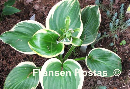Hosta Miss Saigon