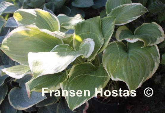 Hosta Miss Saigon