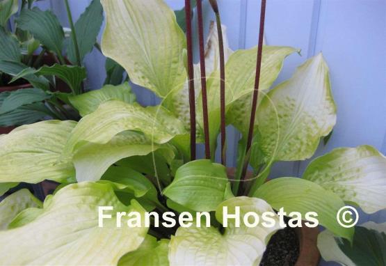 Hosta Miss Susie